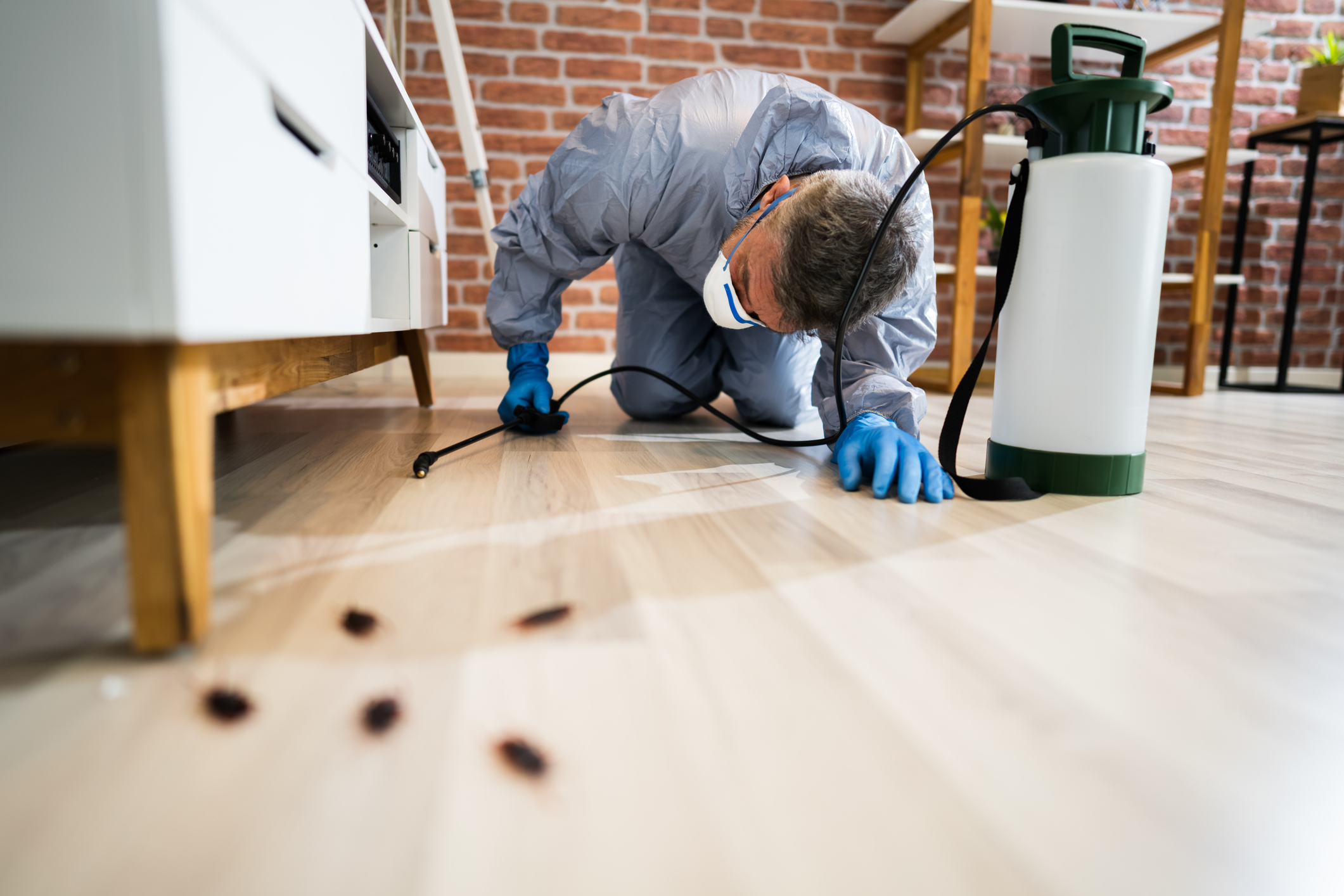 Pest control expert removing cockroaches under furniture.