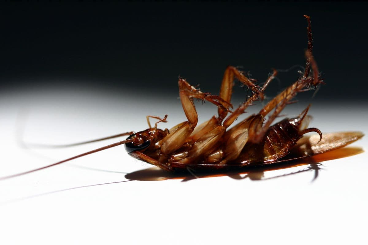 Dead cockroach lying upside down, symbolizing successful cockroach extermination.